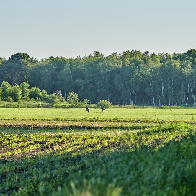 Der Blick führt über ein grünes Feld am Großen Moor bei Bokel auf dem zwei Vögel stehen. Im Hintergrund sieht man einen Wald.