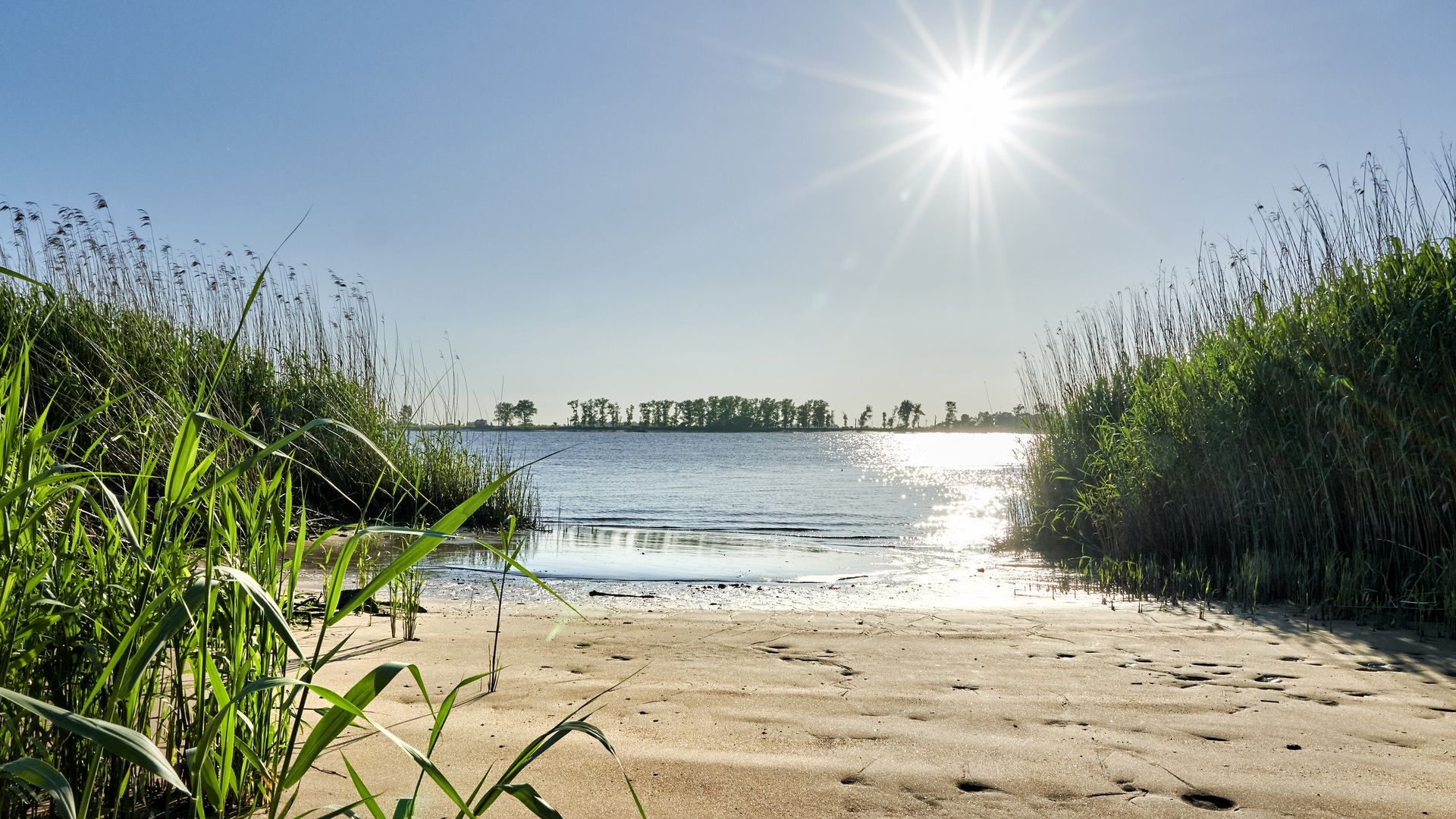 Kleiner Strandabschnitt in Sandstedt. Der Blick führt durch Gräser hindurch aufs Wasser. Die Sonne scheint am blauen Himmel, auf der anderen Seite zieren Bäume das Ufer. 