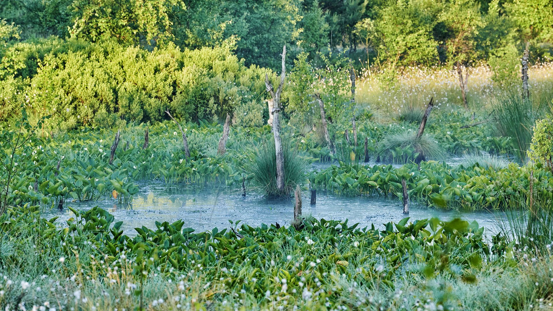 Blick auf das Große Moor bei Bokel an einem leicht nebligen Morgen.