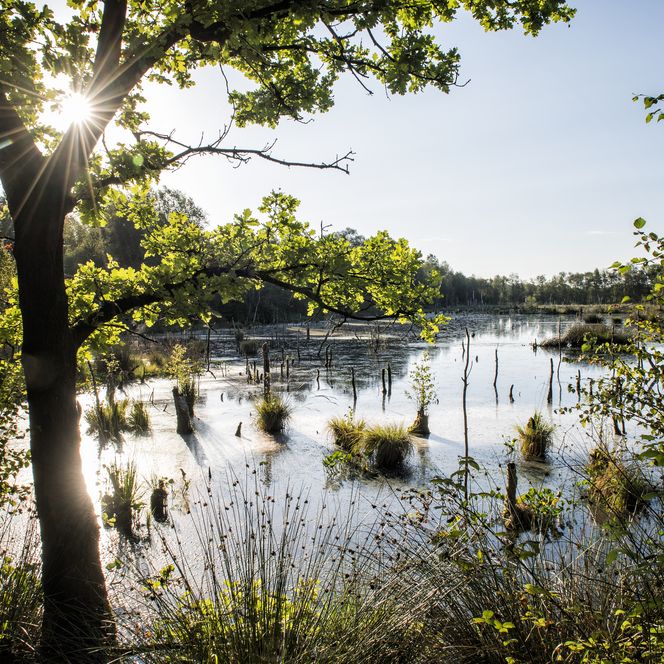 Blick von dem Ufer auf das Moor. Die Sonne scheint durch das Geäst.