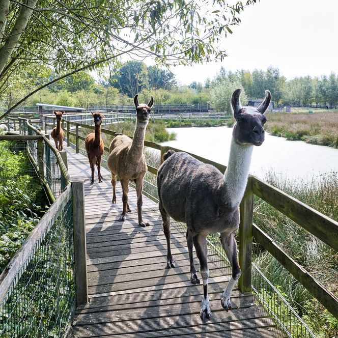 Lamas und Alpakas laufen hintereinander über einen Holzsteg. Auf der rechten Seite sieht man einen See. Im Hintergrund sieht man weitere Gehege.