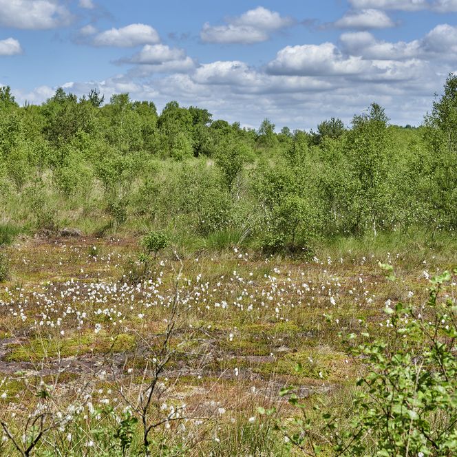 Blick auf das Moor mit Bäumen, Sträuchern und Gras.