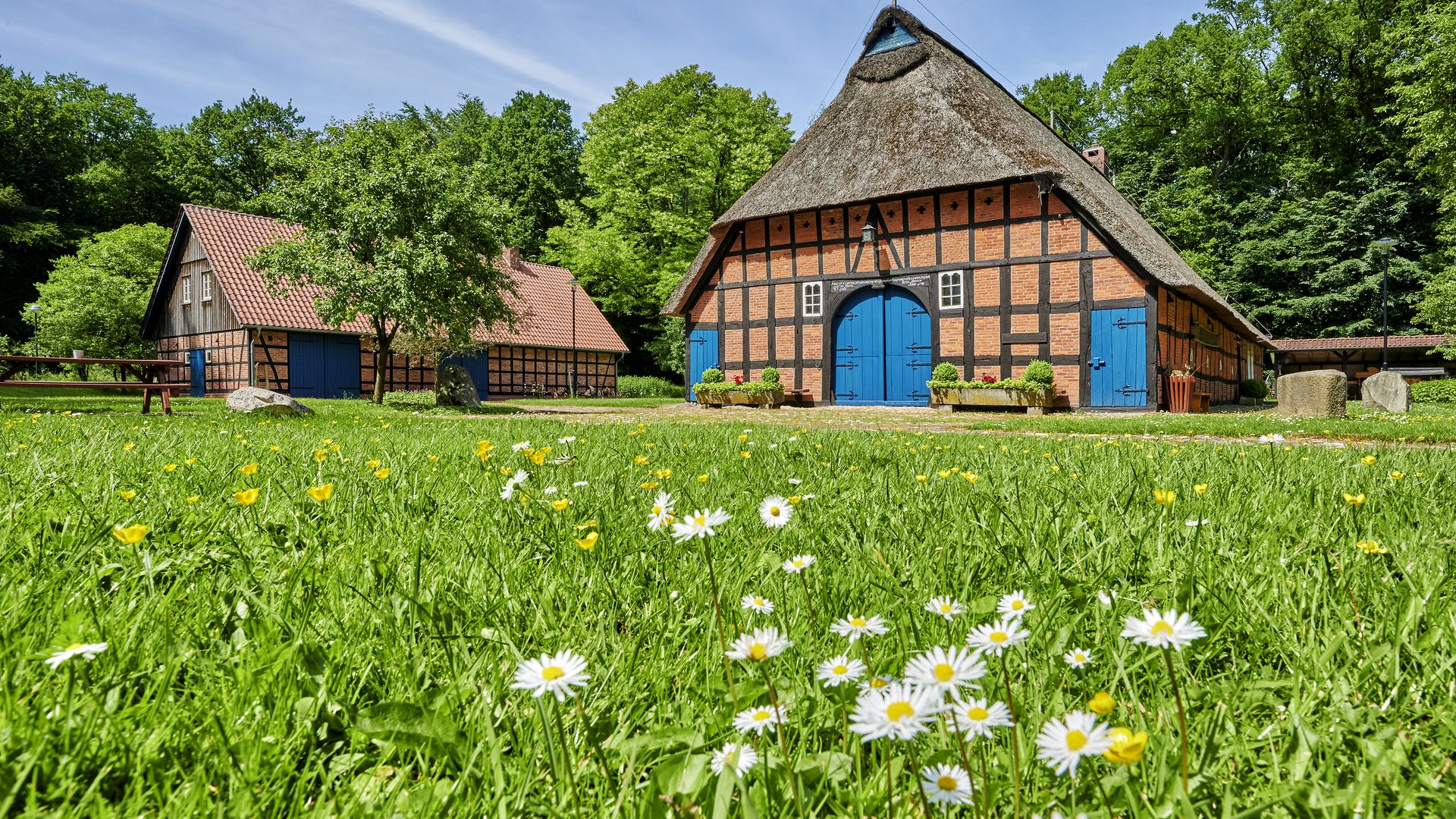 Heimathaus in Beverstedt an einem Sommertag. Der Blick führt über eine grüne Wiese mit Gänseblümchen zu zwei Backsteinhäusern mit blauen Türen und Reetdächern.