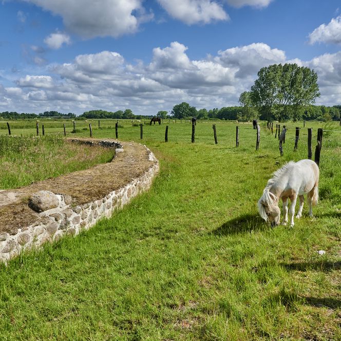 Auf einer grünen Weide steht ein kleines weiß-beiges Pony und frisst Gras. Links neben ihm sind Teile der Burgruine Stotel zu sehen.